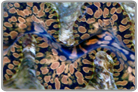 Gold Teardrop Maxima Clam